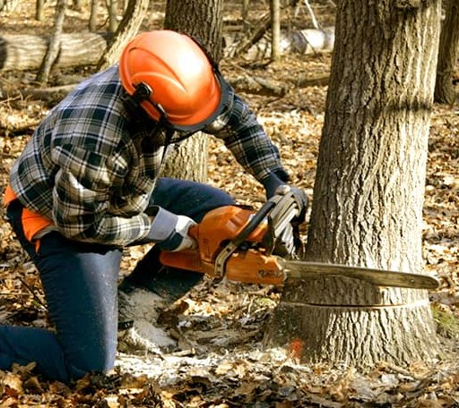 Tree Removal in Lamont, WA